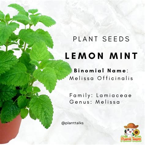 60 Lemon Mint Plant Seeds / High Germination /Edible Mint Seed / Mint ...