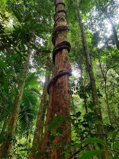 How do we secure the survival of our rare rainforest trees for ...