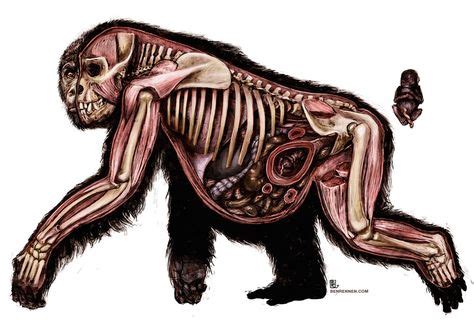 10 Gorilla Anatomy ideas | gorilla, anatomy, animal anatomy