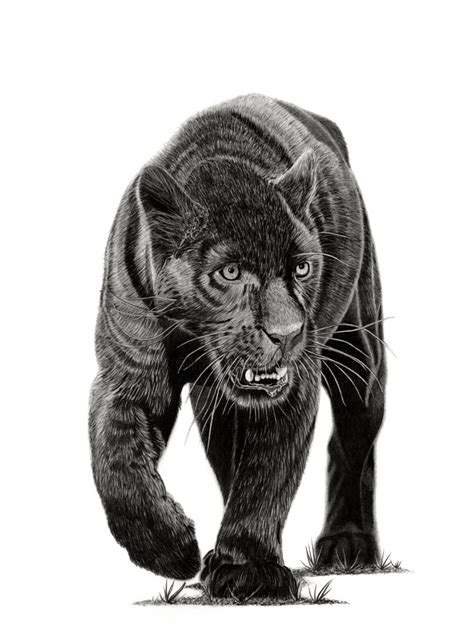 Black Panther, Dessin par Paul Stowe | Artmajeur