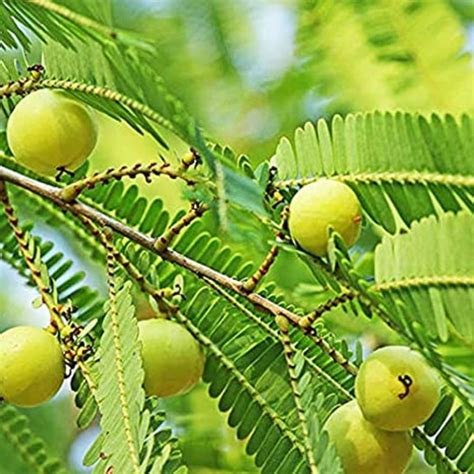 PANKAJ NURSERY GRAFTED AMLA PLANT (CHAKAIYA) - LeafConAgro