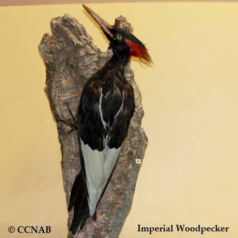 Imperial Woodpecker (Campephilus imperialis) - North American Vagrant Woodpeckers - Birds of ...