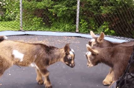 These Baby Goats Jumping On A Trampoline Will Make Your Day