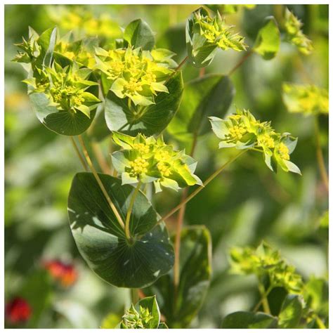 Bupleurum rotundifolium 'Grifithii' Seeds. Bupleurum: Amazon.co.uk: Garden & Outdoors