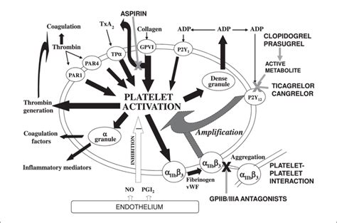 Numerous receptors on the platelet surface initiate platelet ...