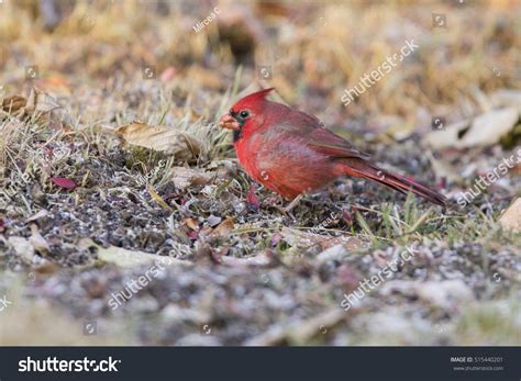 Male Northern Cardinal Winter Stock Photo 515440201 | Shutterstock