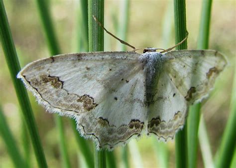 Scopula ornata | Lace Border moth. [Coimbra] | Daniela | Flickr