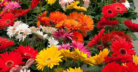 Gerbera Daisies