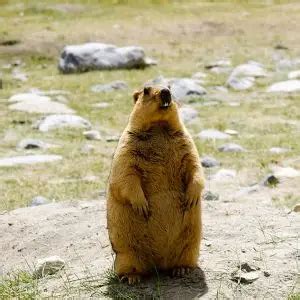 Himalayan Marmot - Facts, Diet, Habitat & Pictures on Animalia.bio