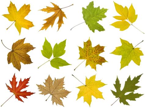 How to Identify Maple Tree Varieties | LoveToKnow