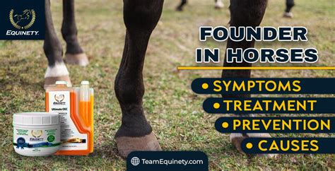 Founder in Horses: Signs, Causes, Treatment and Prevention - Equinety Horse Supplements