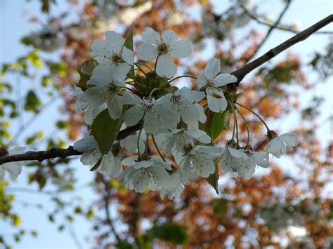 White Flowers Plum Tree Garden - Free photo on Pixabay - Pixabay