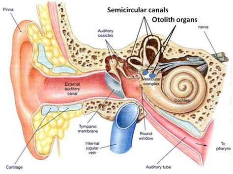 [DIAGRAM] Diagram Of Internal Ear - MYDIAGRAM.ONLINE