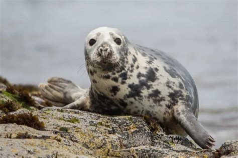 What Sounds Do Seals Make? - Worldwide Nature