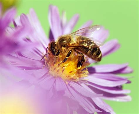 Honey Bee Sitting on the Violetflower Stock Image - Image of beautiful, beauty: 90318197