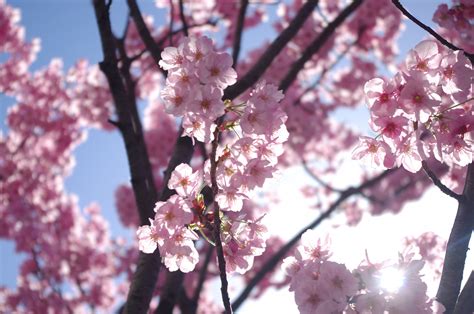 壁纸 : 粉, 科, 弹簧, 樱花, 厂, 植物区系, 树, 枝条, 阳光, 花瓣, 天空, 开花植物, 秋季, 电脑壁纸, 李子, 植物茎 4288x2848 - - 891259 - 电脑 ...