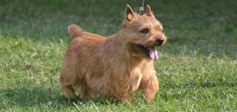 Glen of Imaal Terrier. Complete Dog Breed Information - PetsTime