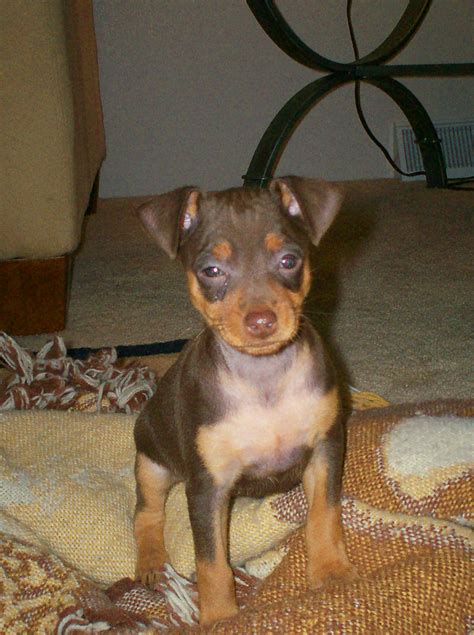 42++ Miniature pinscher puppies ideas in 2021