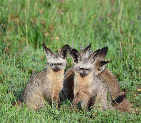 The Bat-Eared Fox – Did You Ever See a Fox Fly? ~ Kuriositas