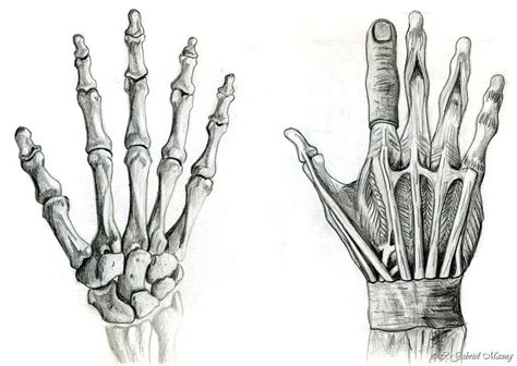 Bildresultat för hands anatomy | Human anatomy drawing, Anatomy art, Drawings