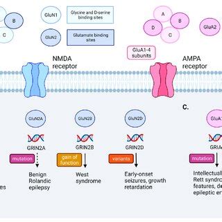 Mechanism and types of ionotropic and metabotropic glutamate receptors ...