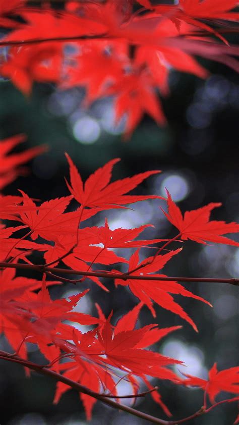 Leaf Maple, nature, leaf, HD wallpaper | Peakpx