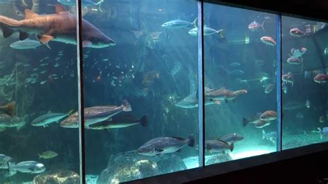 Discover an Underwater World at the Two Oceans Aquarium | Cape Luxury Accommodation