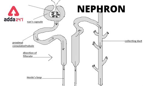 Nephron- Diagram, Function and Structure for Class 10