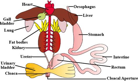 Draw a neat diagram of digestive system of frog.