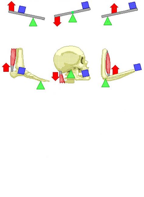 Exploring Human Body Levers: Anatomy and Function