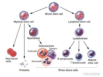 Leukemia: Myeloid and Lymphocytic