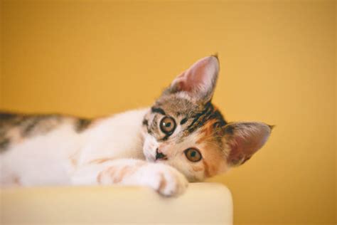 Cat Panting? Here’s What It Means. – Freaky Pet