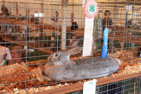 Rabbit Cages: a Harmless Guide for Raising Happy Rabbits