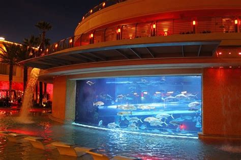 Loch Ness Has Got Nothing on Golden Nugget's Aquarium | Vital Vegas Blog