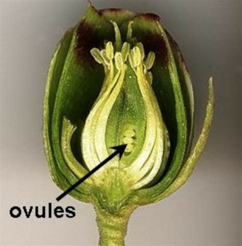 Ovule Meaning | Ovule Diagram