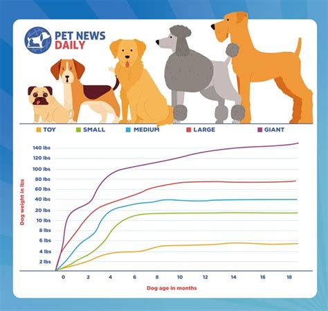 How Much Will My Puppy Weigh Full Grown Calculator