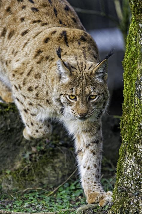 Lynx carefully approaching | This position clearly shows you… | Flickr