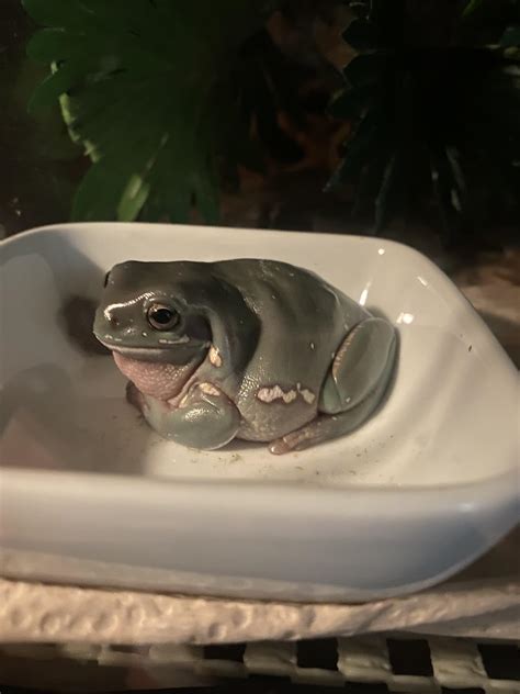 Behold my very round frog : r/frogs