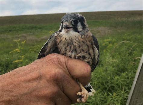 Kestrel Nest Box Program Keeps Populations Steady | Audubon Connecticut