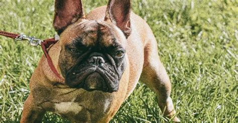 Growl-y Dog? Here's 3 Amazing Reasons Why Your Dog Growling is a Good Thing | Bulldogology