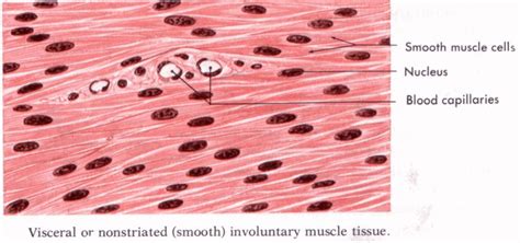 Pictures Of Muscle Tissue | Cea1.com – Human Body Anatomy | Human body anatomy, Muscle tissue ...