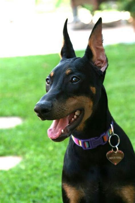 #Doberman #Pinscher #Dogs #Puppy Doberman Pinscher Dog, Doberman Puppy ...