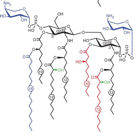 Lipid A structures. (A) Typical lipid A produced by laboratoryadapted ...