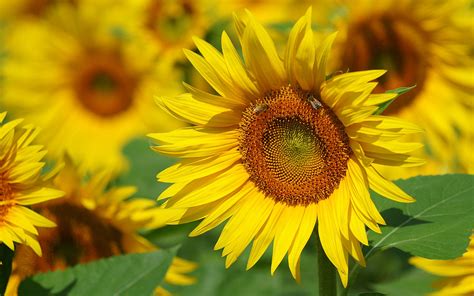 beautiful Sunflower