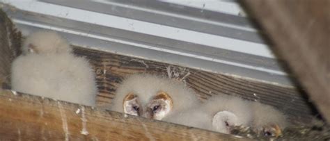 Barn Owl babies – Mendonoma Sightings