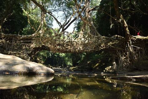 Living Root Bridges - Amazing Photos of Living Bridges