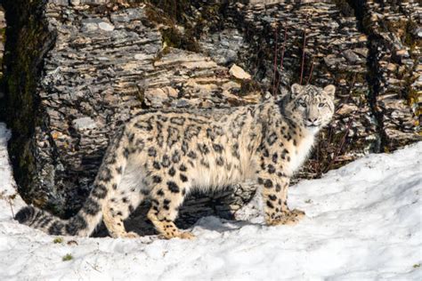 Snow Leopard Hunting Stock Photos, Pictures & Royalty-Free Images - iStock