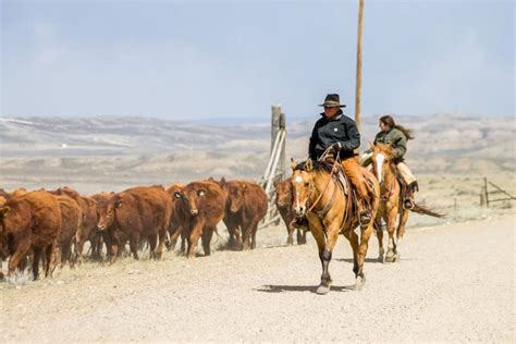 cattle drive Archives - A Ranch Mom