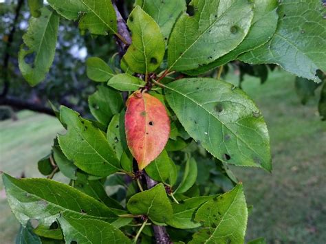 Red Plum Leaves: Reasons For Plum Tree Leaves Turning Red | Gardening ...