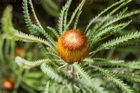 Australia bush flora flowers detail banksia flower 1205201 Stock Photo ...